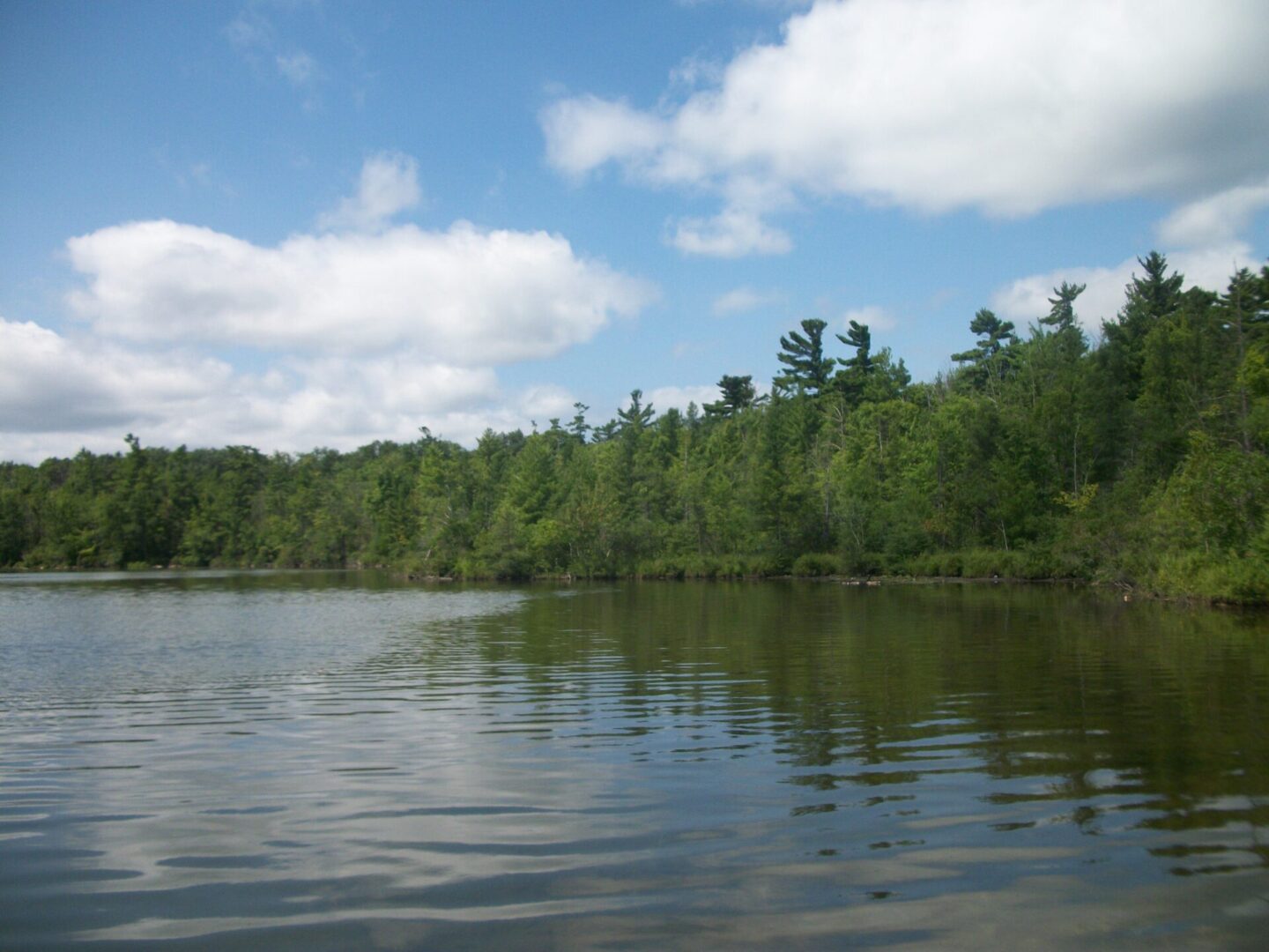 A picture of a river with green trees on the shore