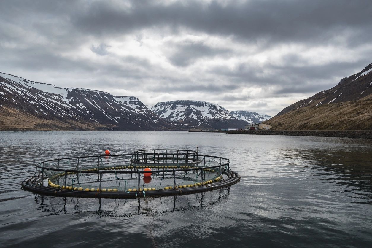 Fish farming cages in a cold fjord with snowy mountains.